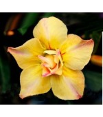 Rosa do Deserto - Adenium obesum - Yellow Gold - 5 Sementes