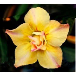 Rosa do Deserto - Adenium obesum - Yellow Gold - 5 Sementes