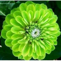 Zinnia Elegans Verde (Rara): 20 Sementes 