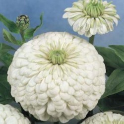 Zinnia Gigante da Califórnia Branca: 15 Sementes 