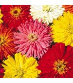 Zinnia Cactos Sortida: 15 Sementes 