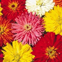 Zinnia Cactos Sortida: 15 Sementes 