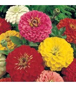 Zinnia Gigante da Califórnia Sortida: 15 Sementes 