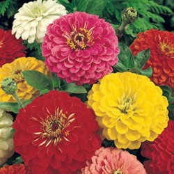 Zinnia Gigante da Califórnia Sortida: 15 Sementes 