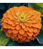 Zinnia Gigante da Califórnia Laranja: 15 Sementes 