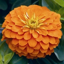 Zinnia Gigante da Califórnia Laranja: 15 Sementes 