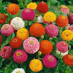 Zinnia Lilliput Sortida: 15 Sementes 