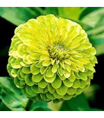 Zinnia Elegans Verde (Rara): 20 Sementes 