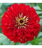 Zinnia Gigante da Califórnia Vermelho: 15 Sementes 