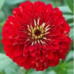 Zinnia Gigante da Califórnia Vermelho: 15 Sementes 