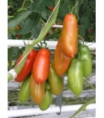 Tomate San Marzano - Italiano: 20 Sementes