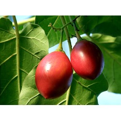 Tamarilo (Tomate Árvore): 5 Sementes