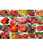 Tomates Sortidos - 100 Sementes