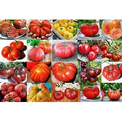 Tomates Sortidos - 100 Sementes