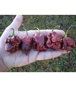 Pimenta Trinidad Scorpion Chocolate: 10 Sementes 
