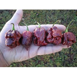 Pimenta Trinidad Scorpion Chocolate: 10 Sementes 