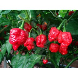 Pimenta Trinidad Scorpion - 10 Sementes