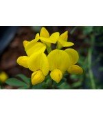 Lotus Corniculatus "Passaro Pé de Trevo" 20 Sementes