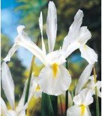 Íris Branco - 3 Bulbos