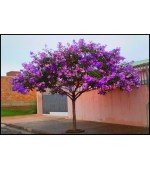 Quaresma-Roxa - Tibouchina granulosa - 100 Sementes