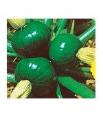 Abobrinha de Tronco AGROECOLÓGICA - 10 Sementes