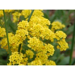 Alyssum Amarela: 20 Sementes