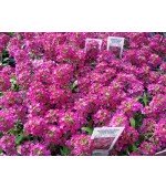 Alyssum Rosa: 20 Sementes