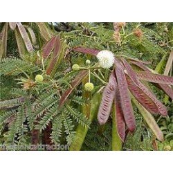 Leucena – Leucaena leucocephala: 10 Sementes