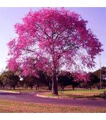 Ipê-Roxo - Handroanthus impetiginosus - 10 Sementes