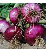 Cebola Ruby Red - 50 Sementes