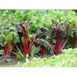 Ruibarbo Vermelho - ORGÂNICO - 10 Sementes