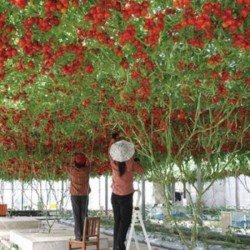 Tamarilo (Tomate Árvore): 5 Sementes