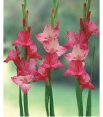Gladiolo Verônica (Rosa) - Palma: 6 Bulbos