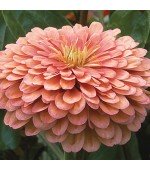 Zinnia Gigante da Califórnia Salmão: 15 Sementes 