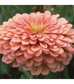 Zinnia Gigante da Califórnia Salmão: 15 Sementes 